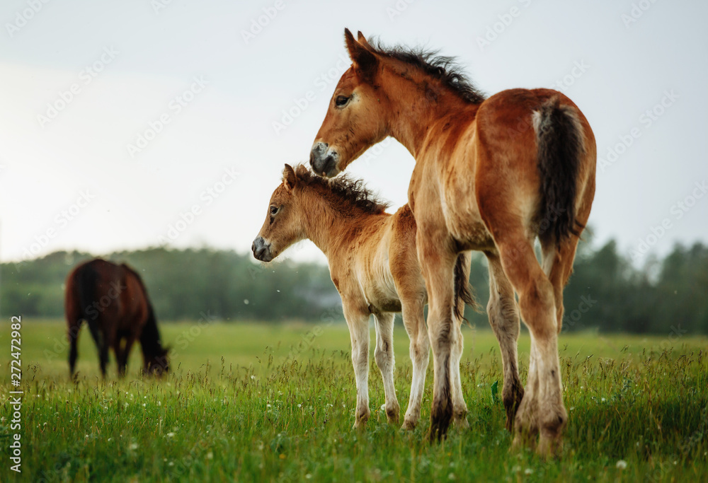 Two foals graze in the pasture. In the summer afternoon among dandelions. Two foals graze in the pasture. In the summer afternoon among dandelions.
