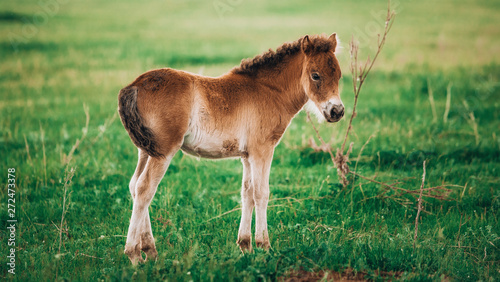 Foal shetland pony in a green meadow