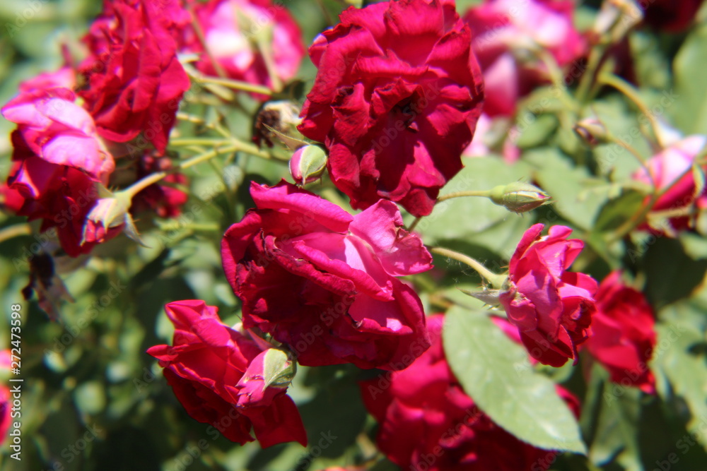 red flowers in the garden red flowers in the garden