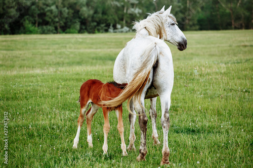 foal and mare horses white and brown in the meadow
