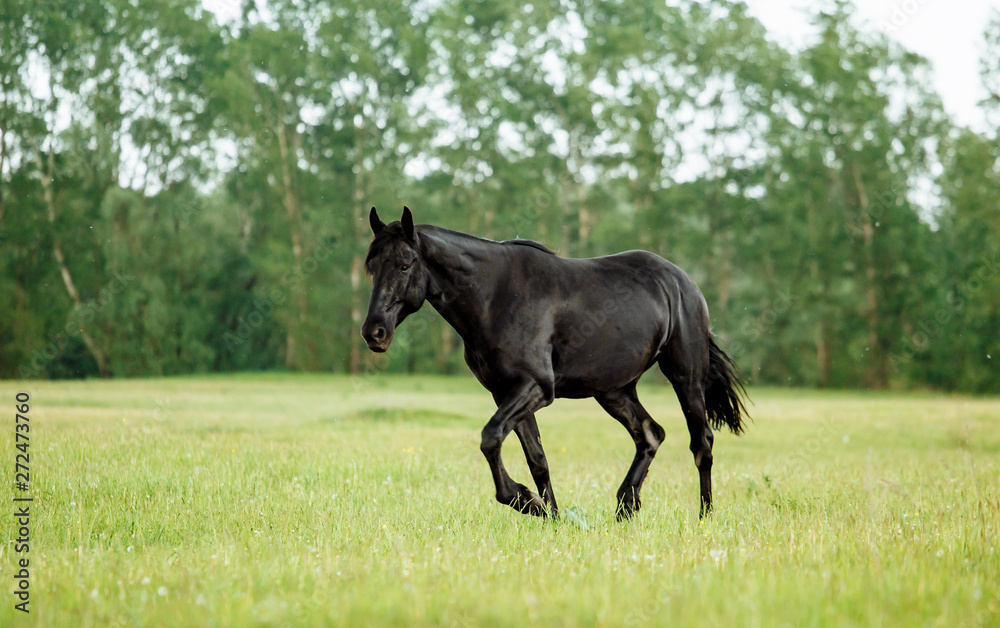Bay horse trotting on flower spring meadow Bay horse trotting on flower spring meadow
