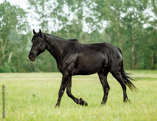 Bay horse trotting on flower spring meadow