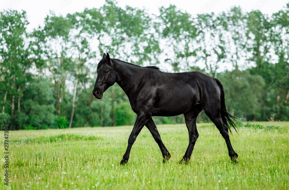 Bay horse trotting on flower spring meadow Bay horse trotting on flower spring meadow