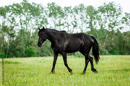 Bay horse trotting on flower spring meadow