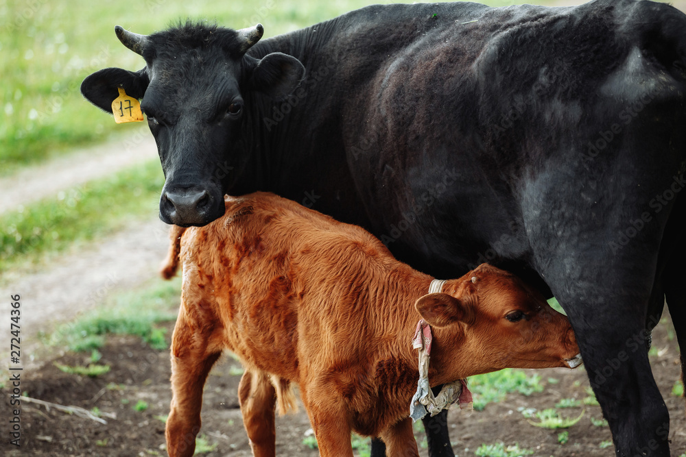 Brown with white calf drinking milk from mother cow Brown with white calf drinking milk from mother cow
