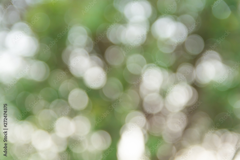 Obraz premium Green bokeh background for blur green leaves background.