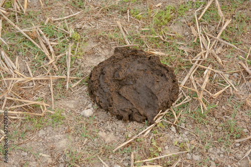 buffalo dung in rice fields