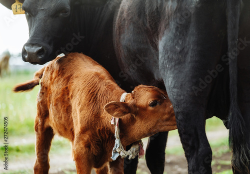 Cute Jersey calf drinking from his mother udder on grass