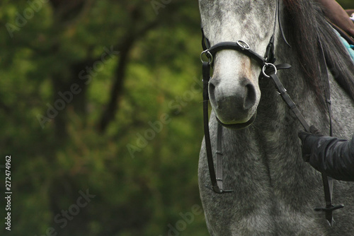 Billede på lærred Details of horse body and equipment