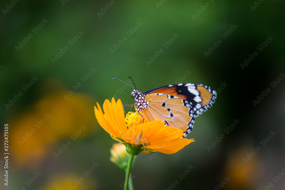 Obraz premium Beautiful Portrait of The Plain Tiger Butterfly on the Flower Plants in a soft green blurry background during Spring Season