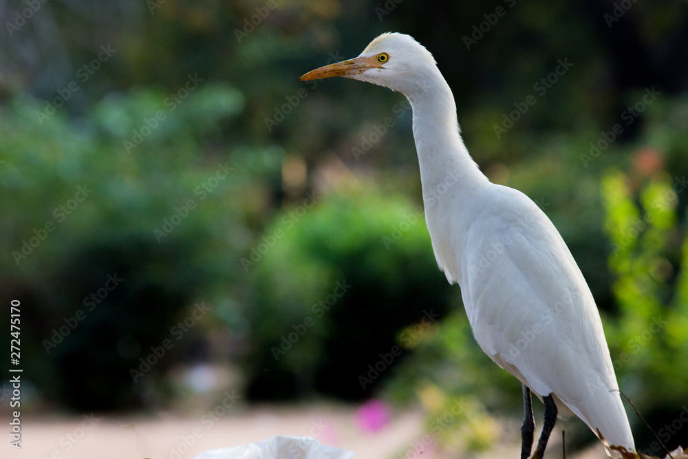 Obraz premium Beautiful Portrait of a Cattle Egretin its natural habitat in a soft blurry background