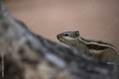  Beautiful Portrait of a Squirrel on the Tree Trunk against a soft green blurry background