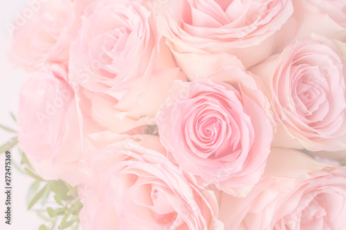 Sweet color roses in soft style for festive background or wallpaper. Fresh pink roses close up.  © Lyubov
