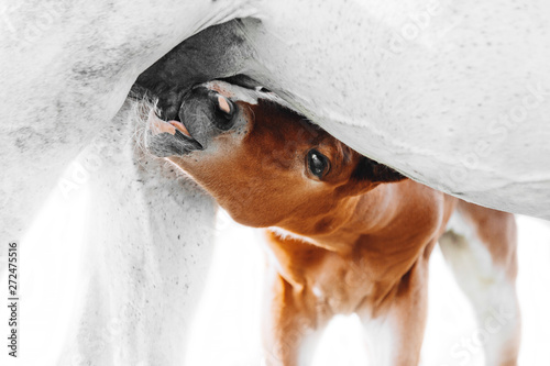 Fotografia a young brown foal is drinking milk at the mother's udder