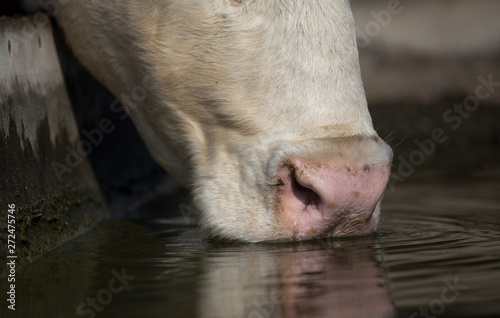 Konstfotografi Cow drinking water