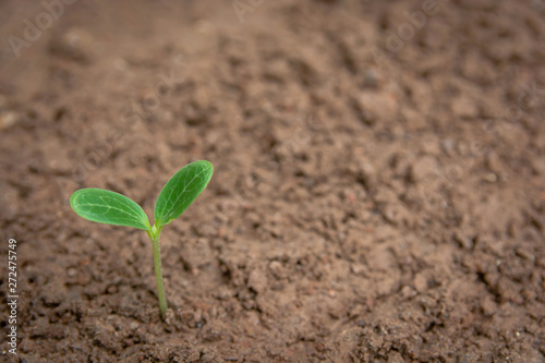 Green sprout growing from soil background with copy space