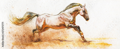 Watercolor white horse
