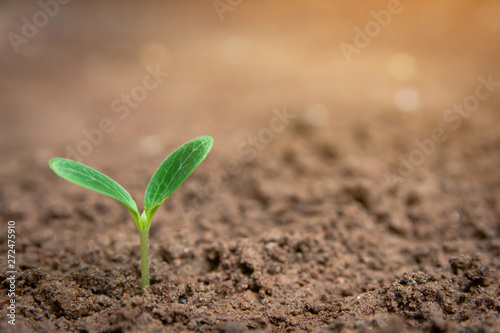 Green sprout growing from soil background with copy space