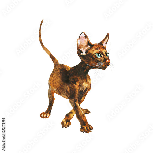 Watercolor oriental cat