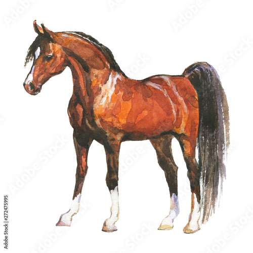 Fotografie Watercolor brown horse