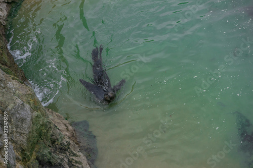 aerial view of a seal swimming happily by the sea