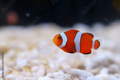  Amphiprion clarkii yellowtail clownfish anemonefish