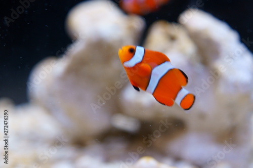  Amphiprion clarkii yellowtail clownfish anemonefish
