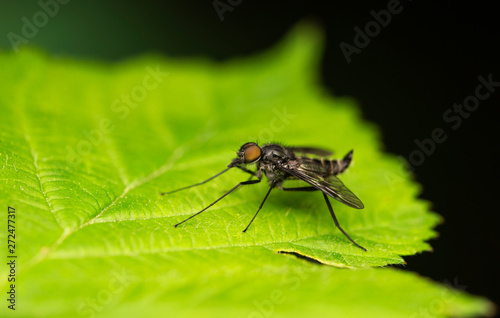 Asilidae on the green leaf. © macro_life