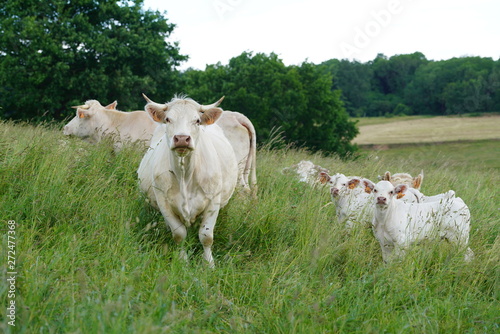 Animal ferme vache 309