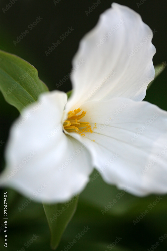 Close Up Of A Beautiful White Trillium Flower Close Up Of A Beautiful White Trillium Flower