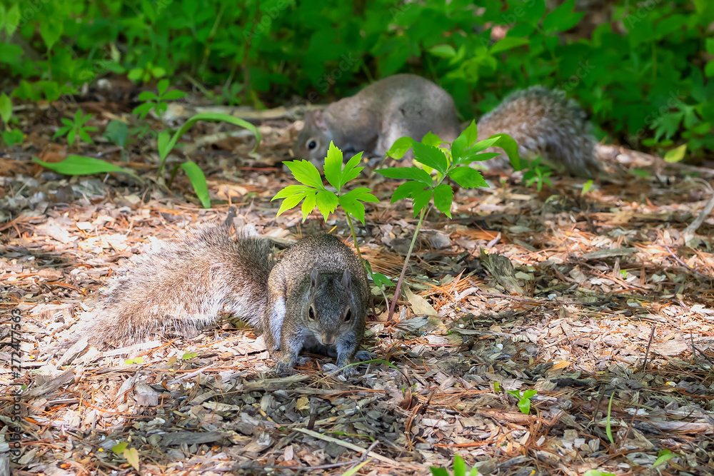 Young Eastern gray squirrels ( Sciurus carolinensis) looking for food in park Young Eastern gray squirrels ( Sciurus carolinensis) looking for food in park