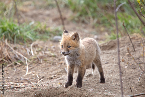 Fox Kits Near Den