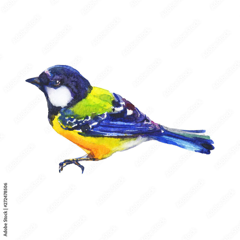 Obraz premium Watercolor titmouse bird