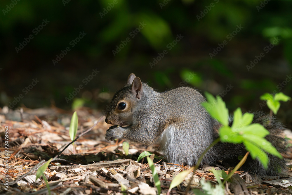 Young Eastern gray squirrels ( Sciurus carolinensis) looking for food in park Young Eastern gray squirrels ( Sciurus carolinensis) looking for food in park