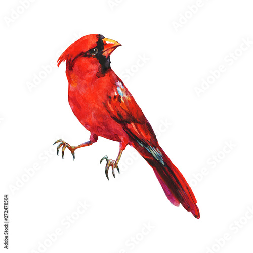 Watercolor cardinal bird Fototapeta