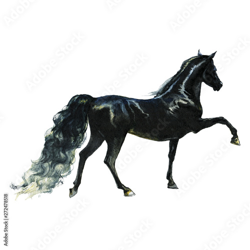 Watercolor black horse