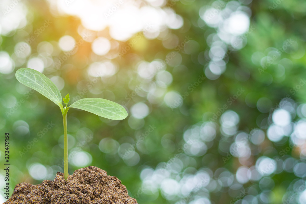 Green sprout growing, young plant from soil with sunlight and Green blur nature background Green sprout growing, young plant from soil with sunlight and Green blur nature background