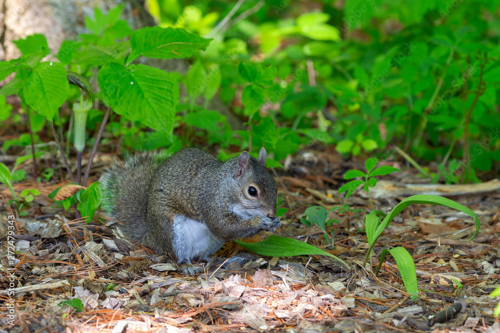 Young Eastern gray squirrels ( Sciurus carolinensis) looking for food in park Young Eastern gray squirrels ( Sciurus carolinensis) looking for food in park