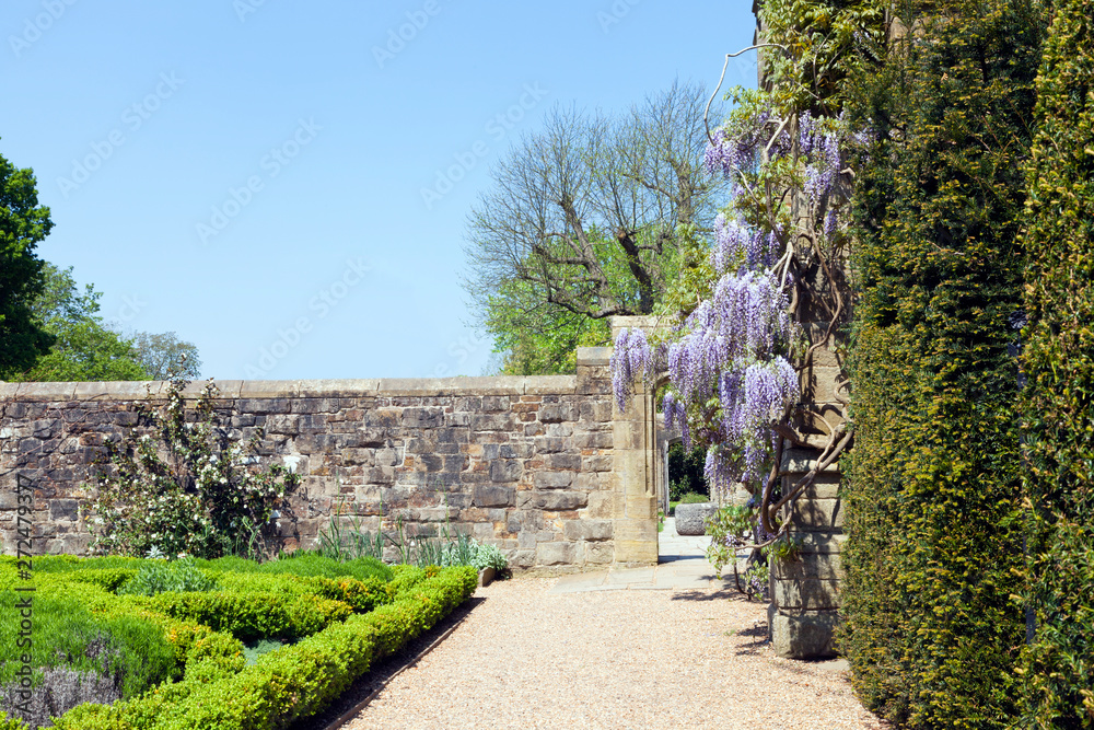 Sunny garden with flowering purple wisteria on a stone wall and small trimmed hedge plants .