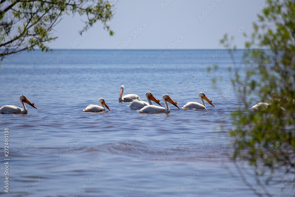 White Pelicans (Pelecanus erythrorhynchos) on the water.Nature scene from lake Michigan Wisconsin.