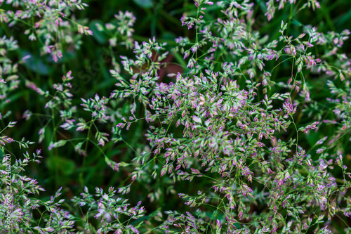 Wild grass. Close up of wild grass. Green wild grass. Macro photo of wild grasses.