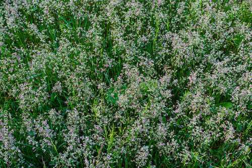 Wild grass. Close up of wild grass. Green wild grass. Macro photo of wild grasses.