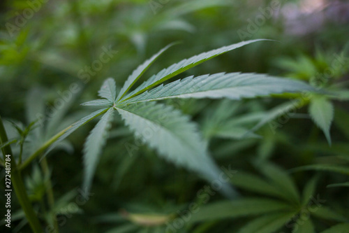 Close up of Marijuana leaf.