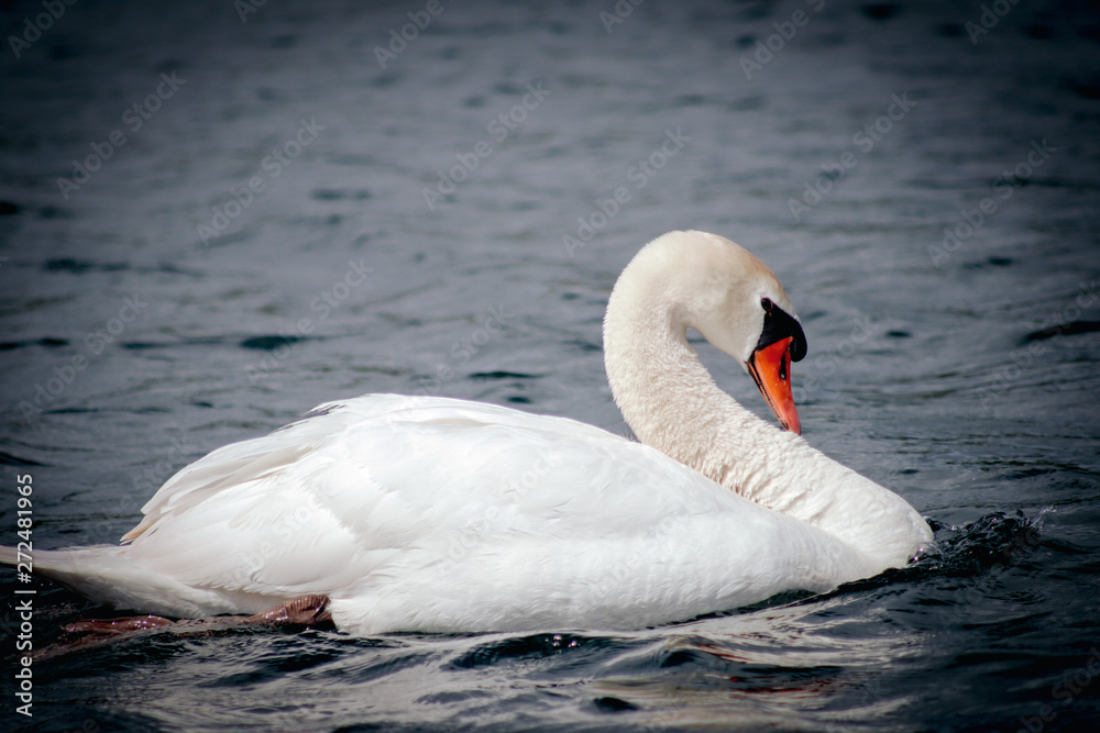 Naklejka premium Schwan