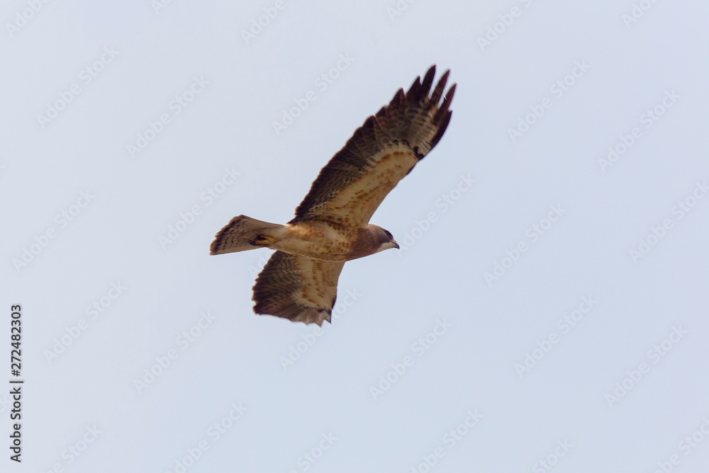 Obraz premium Swainsons Hawk Prairie
