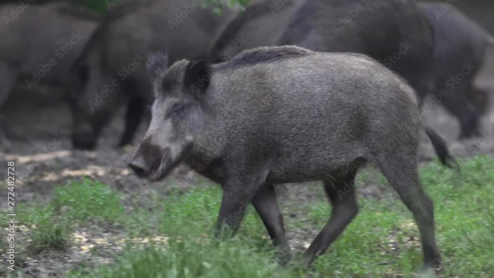 Adult feral pigs in the forest Adult feral pigs in the forest