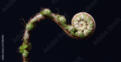 Close up of unfolding fern leaf