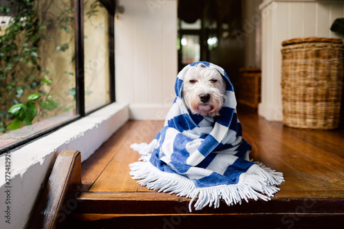 White dog wrapped in a striped towel indoors after a bath photo