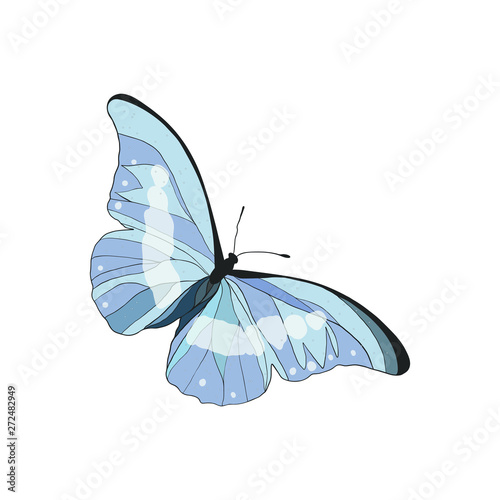 Cute Blue Butterfly isolated on white.
