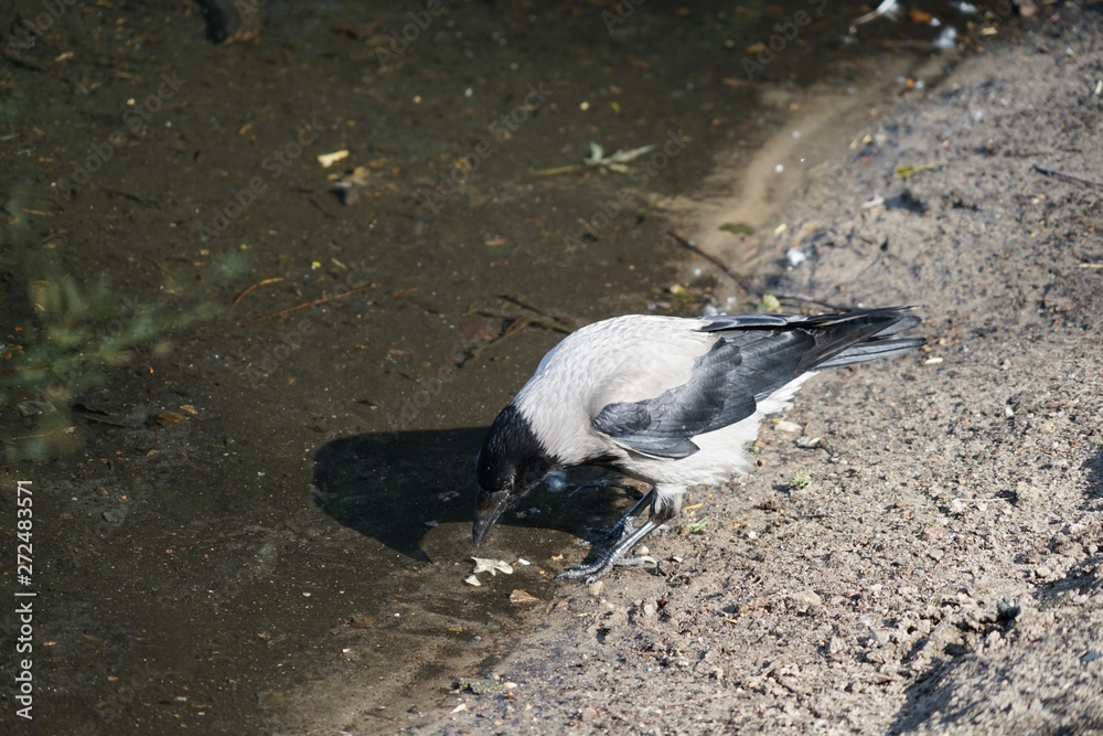 Fototapeta premium Vögel der Stadt: Nebelkrähe im Tiergarten (Berlin)